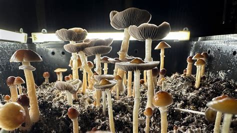 Thousands sign up to experience magic mushrooms as Oregon’s novel psilocybin experiment takes off
