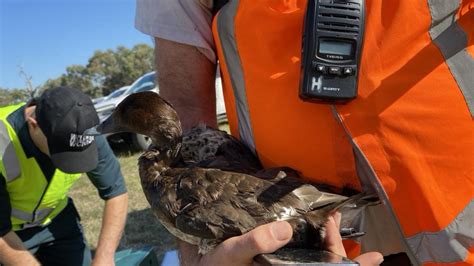 Threatened duck species killed as extended Victorian hunting season …