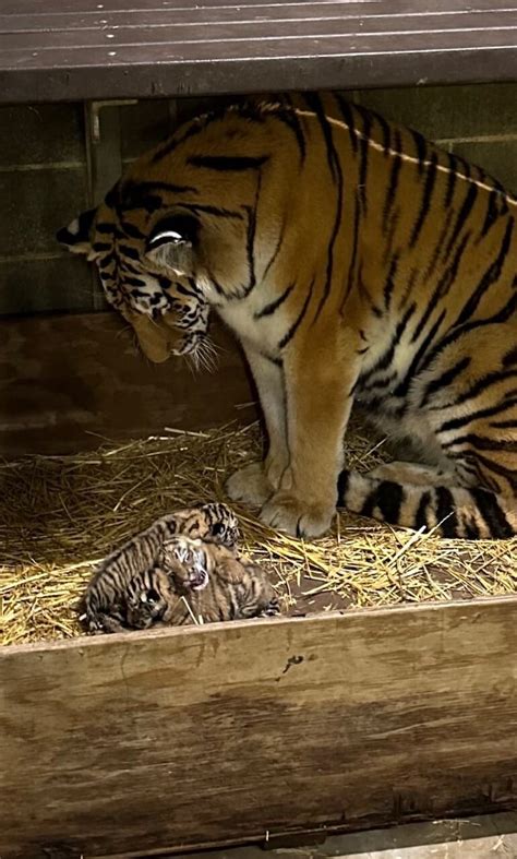 Three Amur tiger cubs born at the Saint Louis Zoo