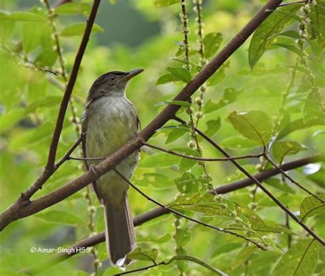 Three Buff-vented Bulbuls – Bird Ecology Study Group