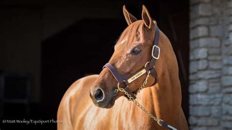 Three Chimneys Releases 2024 Stud Fees, Led By Gun