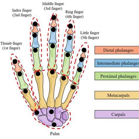 Three Finger at Thomas Scientific