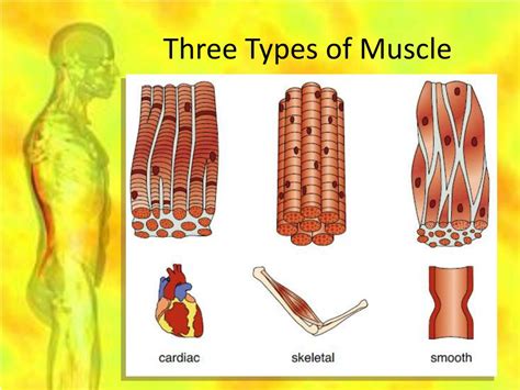 Three Muscle Types: Function & Location - Study.com