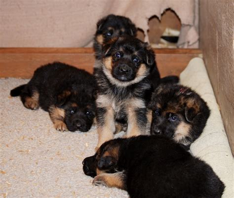 Three Week Old German Shepherd Puppies
