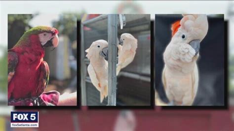 Three birds stolen from popular Atlanta restaurant found by police ...