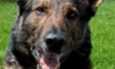 Three days after Odin’s adventure, another police dog is on the loose near Fresno