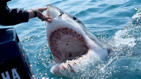 Three great white sharks spotted near Blacks Beach; advisory posted