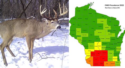 Three new Wisconsin counties discover CWD in wild deer - WGBA