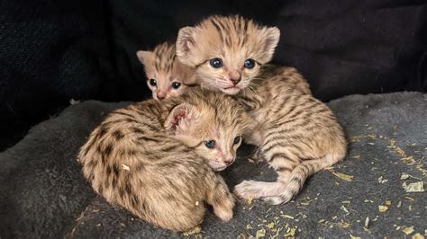 Three sand cat kittens born at North Carolina Zoo