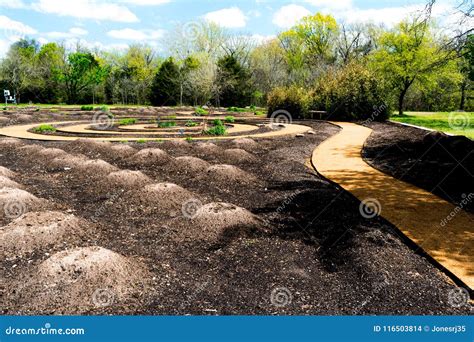 In a technique known as companion planting, the maize and beans are often planted together in mounds formed by hilling soil around the base of the plants each ...