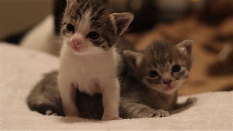 Three week old kitten. 3-week Old Kitten Development Phases. When a kitten is three weeks old, there are certain developments that you will begin to observe on the kitten. At this stage, the ear … 