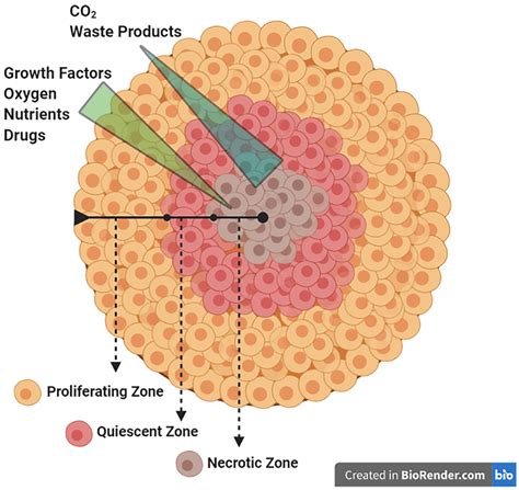 Three-dimensional spheroids of dedifferentiated fat cells