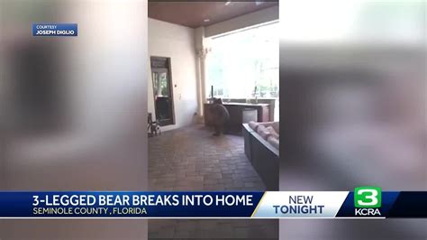 Three-legged bear breaks into Florida home, drinks White Claws