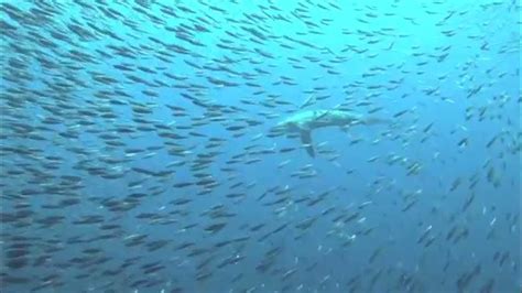 Thresher Sharks Use Tail-Slaps as a Hunting Strategy - PLOS