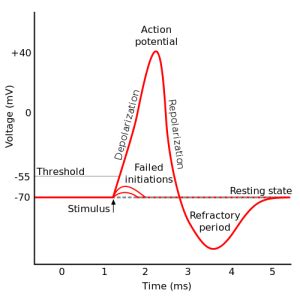 Threshold Potential – The Nerve Impulse - Iowa State University