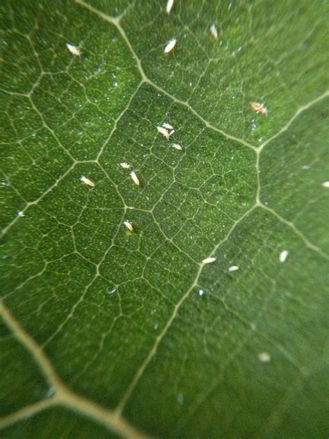 Thrips on plants. Thrips are a common pest for both indoor and outdoor plants. They've been studied extensively over the years so we know a lot about them. Different life stages - Photo by … 
