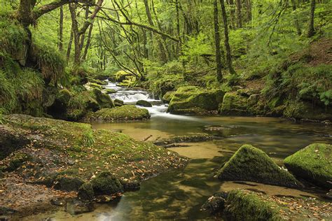 Through Forest And Stream