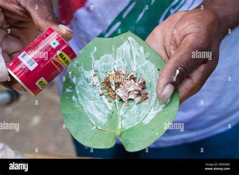 Through India’s Long History, the Betel Leaf Remains a Constant