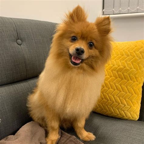 Throwback pomeranian. The throwback Pomeranian is a larger version. They are 10 pounds an up to 30 pounds. That can be registered pup's. AkC or CKC.They are just as loveable as as the smaller Pomeranian. 