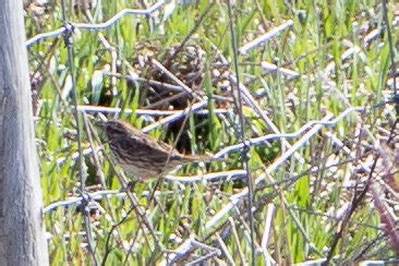 Thrush or sparrow...or neither - Whatbird Community