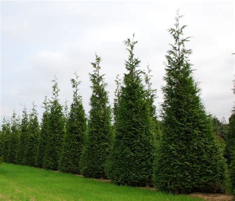 Thuja Green Giant Arborvitae, Quart Pot, Lot of 4 eBay