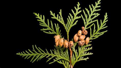 Thuja for dogs side effects.  Botanical Name: Thuja occidentalis.  Other Commo...