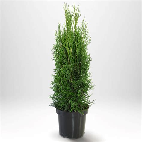Thuja rea.