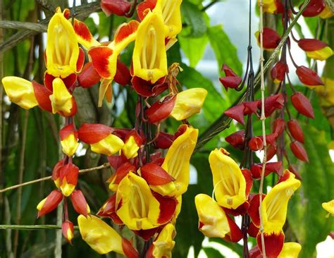 Thunbergia Mysorensis, Mysore Trumpet Vine - Plant