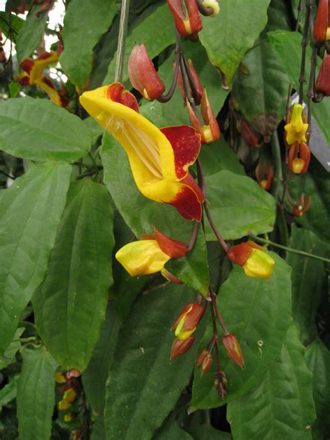 Thunbergia mysorensis Mysore clock vine/RHS Gardening