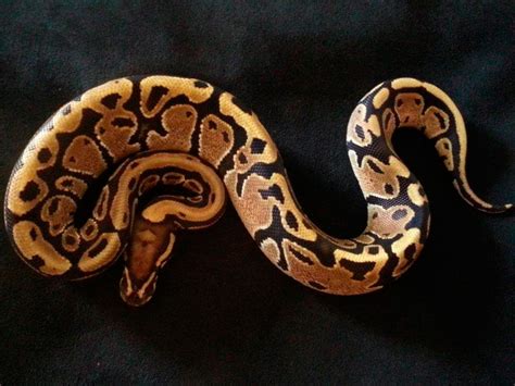 Thunder Ball Python