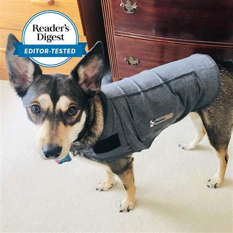 ThunderShirt for Dogs Review from a Pet Expert Calm Your Pet …