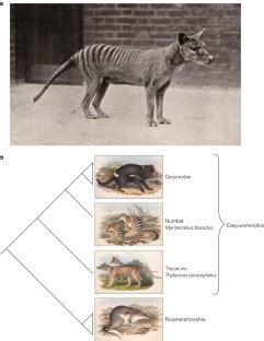 Thylacine tales Nature Ecology & Evolution