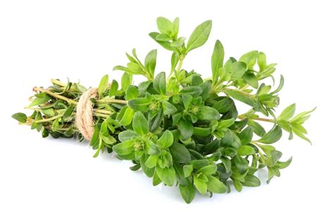 Thymes - Thyme is an herb that can flavor food and have some health benefits, such as respiratory support, antimicrobial properties, and skin care. Learn more about thyme's nutrition, risks, and how to use it in recipes and teas.
