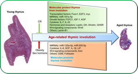 Thymic Involution and the Decline of the Immune System with Age