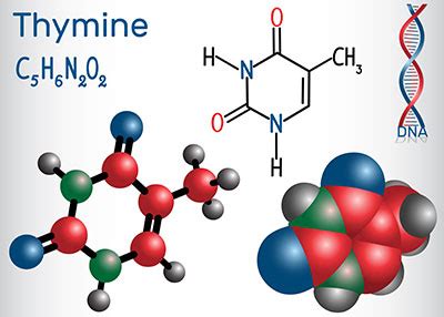 Thymin - Funktion & Krankheiten MedLexi.de