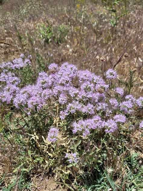 Thymus daenensis subsp. daenensis is