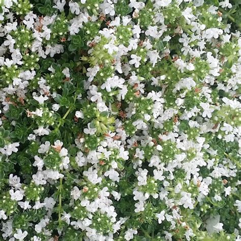 Thymus serpyllum var. albus - Shoot