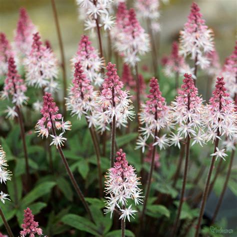 Tiarella