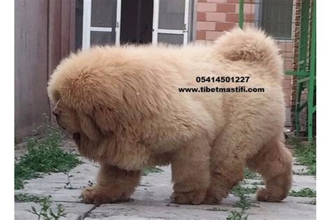 Tibet mastiff satılık