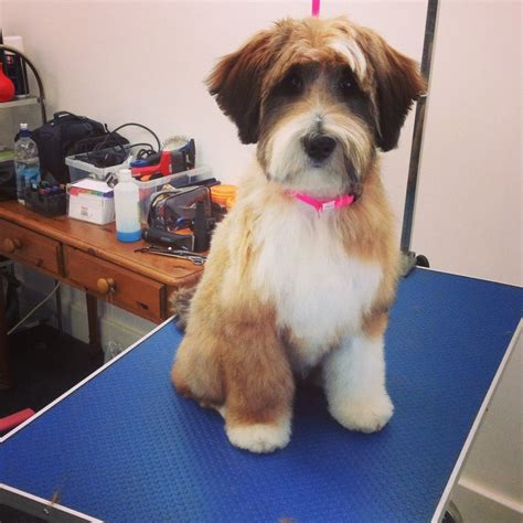 Tibetan Terrier Puppy Cut - AdoptingAPuppy.net