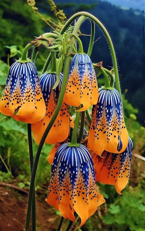 Tibetan bell flowers. Other info: Sow seed in containers in a cold frame in spring. Alpine species should be sown in an open frame. Propagation: Other methods: Cuttings: Root. Division. Other: take basal root cuttings. Containers: Suitable in 1 gallon. Suitable in 3 gallon or larger. 