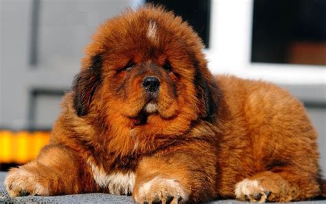 Tibetan mastiff breeder. Tibetan Mastiff Origin As early as the 13th century, Marco Polo wrote of seeing “dogs as big as donkeys” in his Far East wanderings. This ancient breed gained fame for its legendary fierceness as the outside guardian of Tibetan monasteries and also served as the fearless protector of homes, livestock, villages and caravans. 