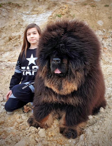 Tibetan mastiff for sale in china. Things To Know About Tibetan mastiff for sale in china. 