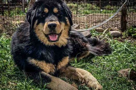 Tibetan mastiff pitbull mix. The Cane Corso is the lightest of the three breeds, weighing in at 88 to 110 pounds (40-50 kg). The Tibetan Mastiff is the next heaviest, typically weighing between 90 and 109 pounds (41 – 49.9 kg). And finally, the Neapolitan Mastiff is the heaviest of the three, tipping the scales at 110 to 155 pounds (50-70 kg). 