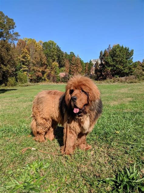 Tibetan mastiffs for sale near me. The Tibetan Mastiff is AKC's 155th breed. Tibetan Mastiffs don't shed - they blow their coat once a year. Tibetan Mastiff bitches have a single oestrus per year, generally in the late fall and ... 
