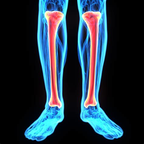 Tibia Anatomy and Function