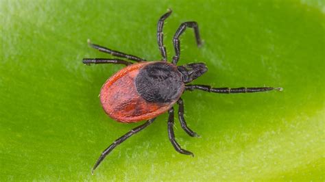 How ticks spread disease. Ticks transmit pathogens that cause disease through the process of feeding. Depending on the tick species and its stage of life, preparing to feed can take from 10 minutes to 2 hours. When the tick finds a feeding spot, it grasps the skin and cuts into the surface. The tick then inserts its feeding tube.. 