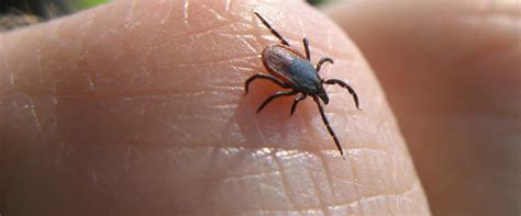 Tick Exterminator New Jersey, Tick Control Services NJ