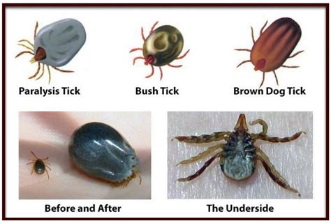 Tick Paralysis - CDPH Home