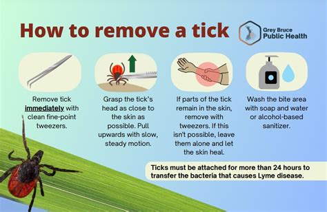 Tick bites in Broome County: How to avoid illnesses - Press & Sun-Bulletin